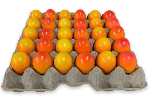 1 Picknickeier gekocht & gefärbt